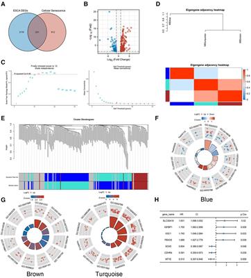 Prognostic model construction and validation of esophageal cancer cellular senescence-related genes and correlation with immune infiltration
